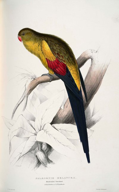 Polytelis anthopeplus de Edward Lear